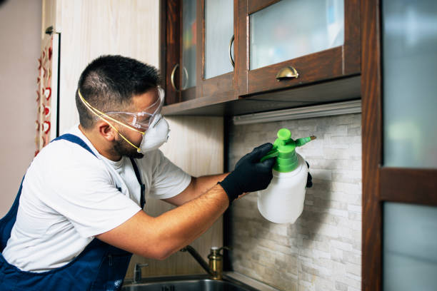 Best Flea Control Services  in West Carthage, NY