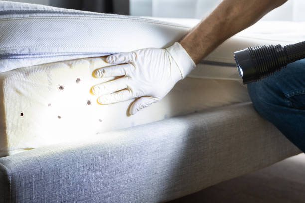 Best Emergency Pest Control  in West Carthage, NY