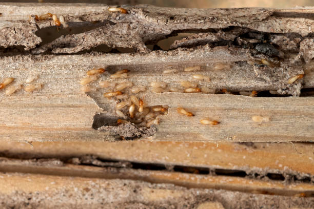 Best Wasp Removal Services  in West Carthage, NY